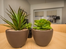 studnet-plant.jpg
